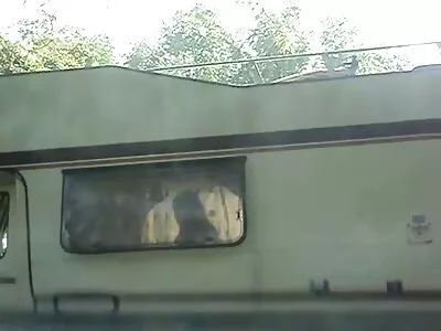 بوسی ملف کو سینگوں سے لٹکا ہوا جڑنا ٹکرایا جاتا ہے۔